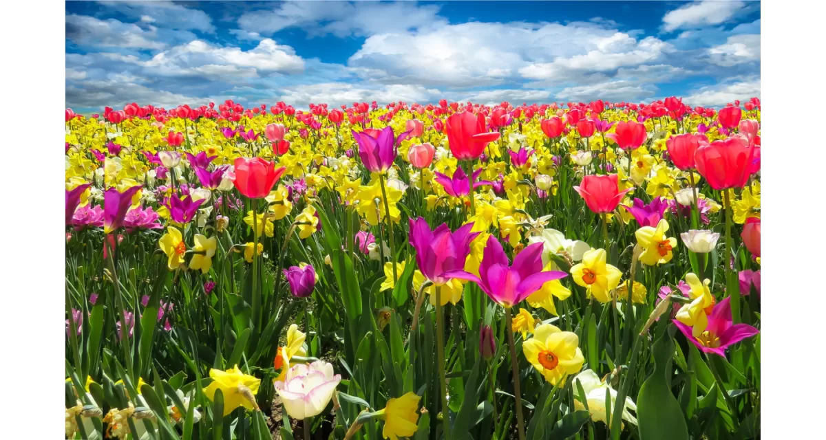 Wpływ wiosny na paletę kolorów: Kwiaty jako inspiracja