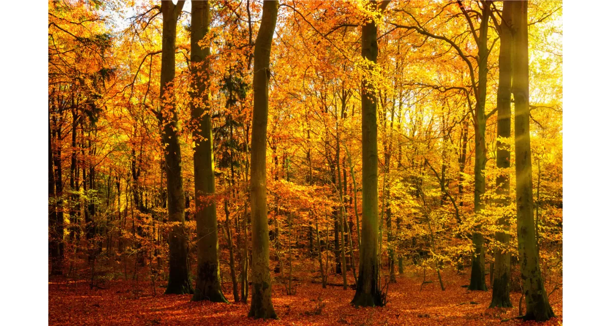 Jesienne piękno: Odcienie ziemi i czerwienie liści