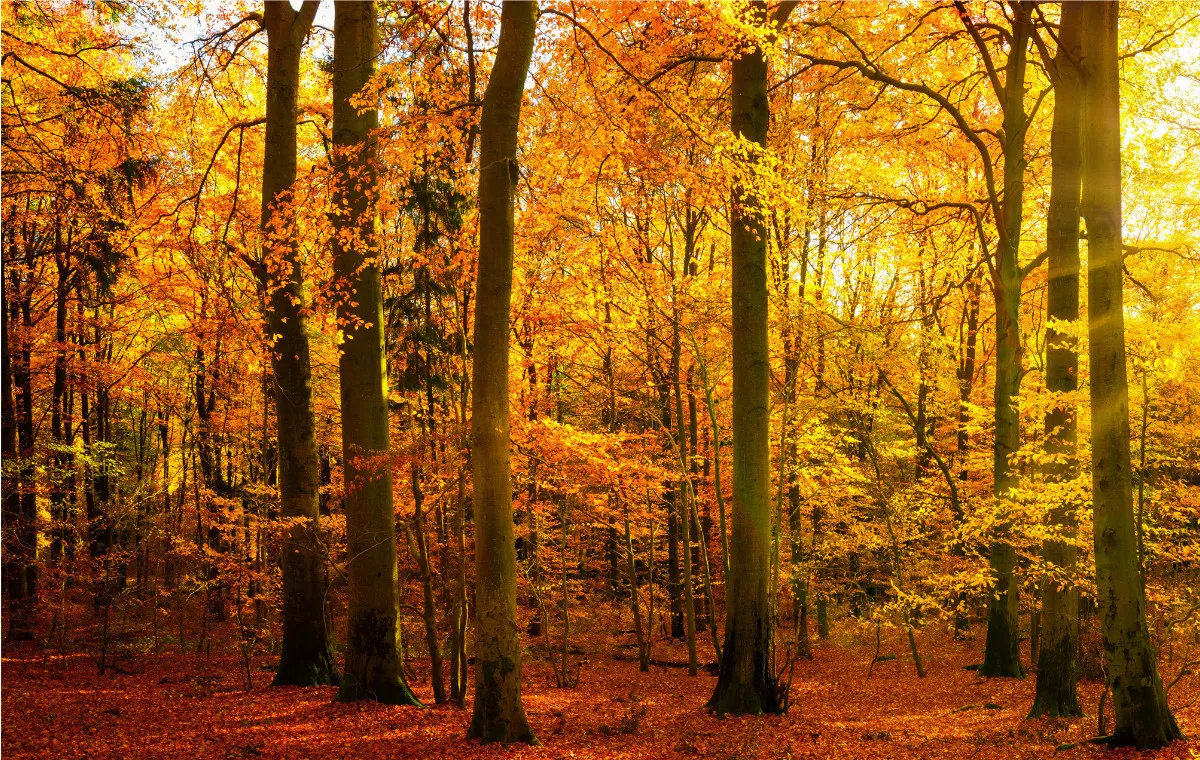 Jesienne piękno: Odcienie ziemi i czerwienie liści